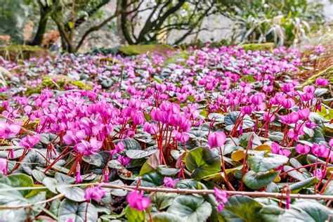 Cyclamen ‘Coum’ – PRE-ORDER DISPATCHED MID-SEPTEMBER ONWARDS - Woodland Bulbs