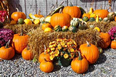 Fall Harvest Display Free Stock Photo - Public Domain Pictures