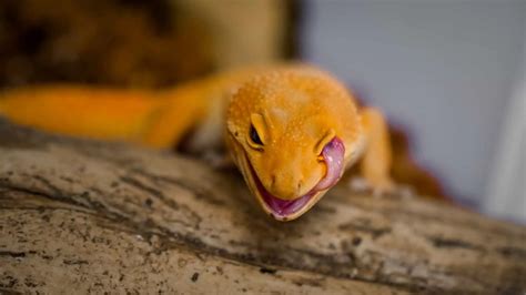 Leopard Gecko Eye Problems: What They Are & What To Do - ReptileBreeds.com