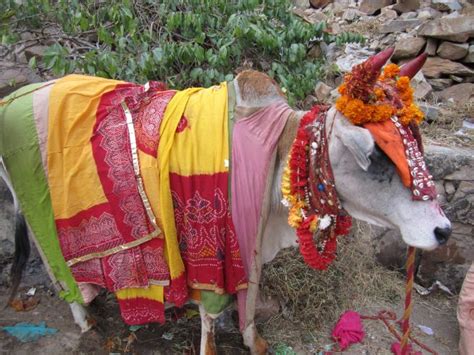 Why Is The Cow Sacred To Hindus? - 4 Logical Reasons