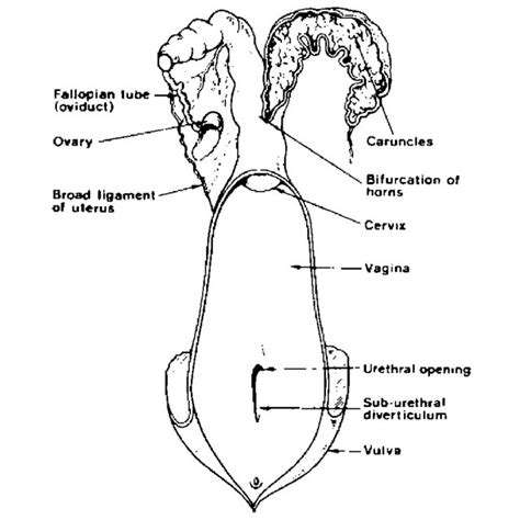 Female Cow Reproductive System Diagram - calibretips