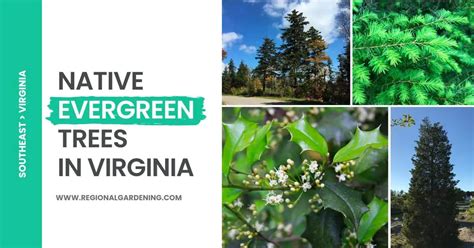 7 Native Evergreen Trees In Virginia (Pictures & Identification) - Regional Gardening