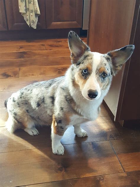 Year old Aussie corgi mix. | Cutest puppy ever, Corgi mix, Corgi