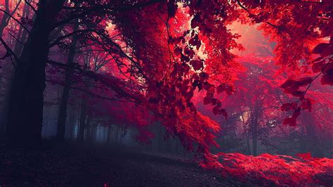 HD wallpaper: AUTUMN RAYS, nature, trees, light, forests | Wallpaper Flare