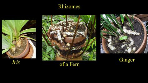 Rhizomes Plants