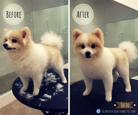 Pomeranian Puppy Grooming Styles