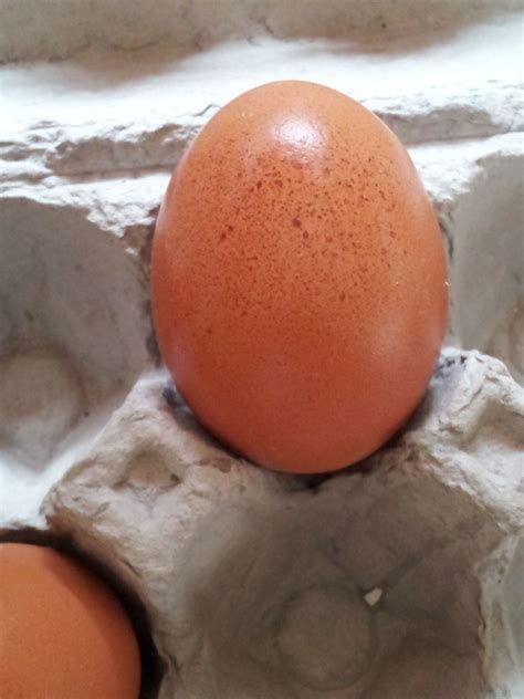 Who laid this egg? Golden Comet or Welsummer pullet? | BackYard Chickens - Learn How to Raise ...