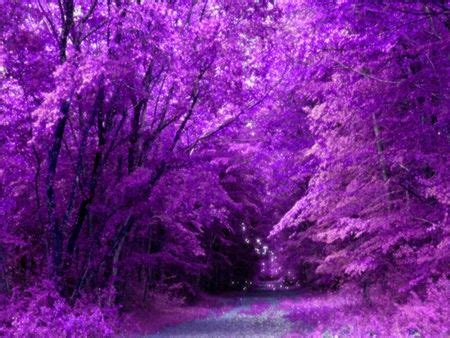 Purple Nature Photography - XciteFun.net