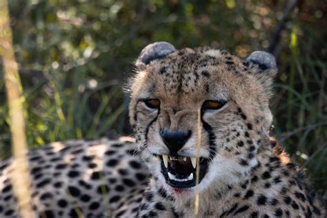 Close-up of Cheetah · Free Stock Photo