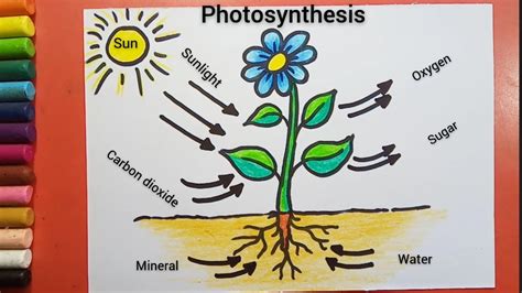 Photosynthesis Diagram drawing - YouTube