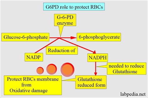 Glucose-6-phosphate Dehydrogenase deficiency (G6PD deficiency) - Labpedia.net