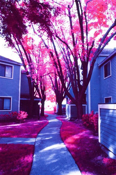 Infrared Photography metered for the mid-tones - The Darkroom Photo Lab