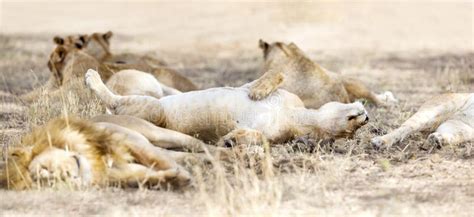 Sleeping Lions in Large Pride at the Savannah Stock Image - Image of ...