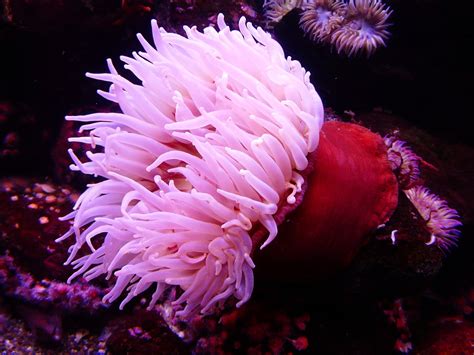 Sea Anemone Water - Free photo on Pixabay - Pixabay