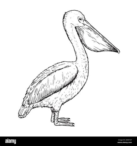 Drawing of pelican - hand sketch of bird Stock Vector Image & Art - Alamy