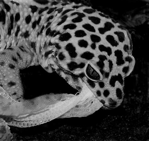 Leopard Gecko Shedding by ScaledOne on DeviantArt