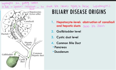 HEP - Feline Hepatic Lipidosis Flashcards | Quizlet