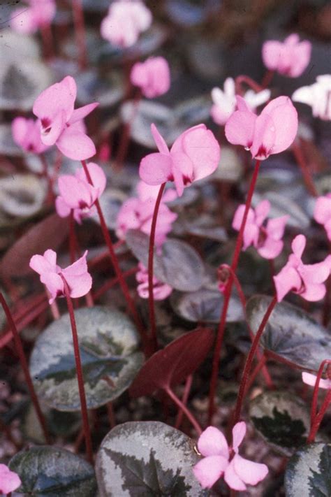 Photo #69363 | Cyclamen coum | plant lust