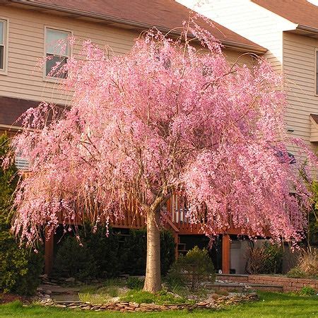 Double Pink Weeping Cherry Blossom Tree - Bright pink blossoms cascade ...