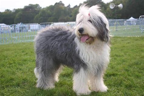 Old English Sheepdog Puppies For Sale - PetsForHomes