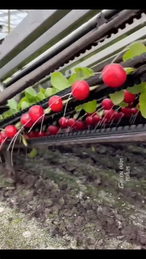 Harvesting Radishes : r/oddlysatisfying