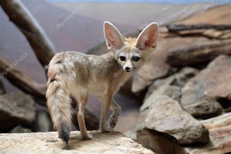 Fennec fox with big ears — Stock Photo © wrangel #80377266