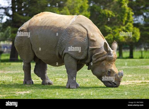 A Greater one horned Rhino Stock Photo - Alamy