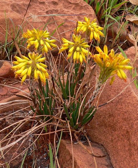 17 Beautiful Succulent with Yellow Flowers | Balcony Garden Web