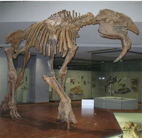 Deinotherium #Deinotherium fossil #Fossil in 2020 | Prehistoric animals ...