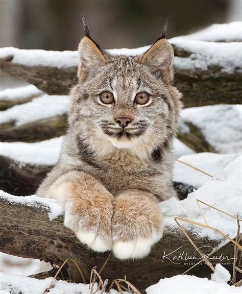 Fluffy Canadian Lynx cub in the snow : r/aww