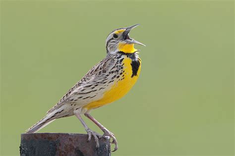 What is Kansas Bird? It's the State Bird - Western Meadowlark