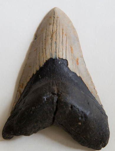 Huge Megalodon Fossil Ancient Prehistoric Shark 5.14"