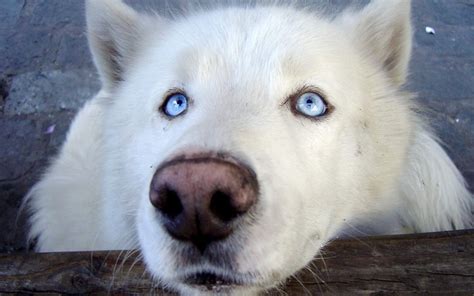 Arctic Wolf With Blue Eyes