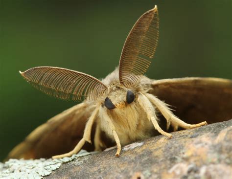 Gypsy moths' boosting population has people panicking