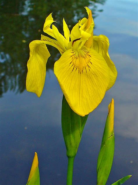 Iris pseudacorus (Yellow Flag, Yellow Flag Iris) | North Carolina Extension Gardener Plant Toolbox