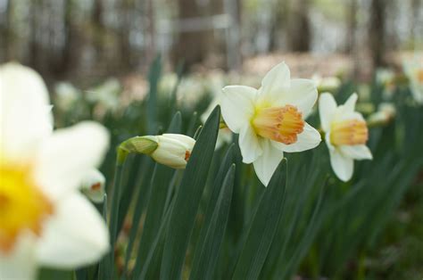 Narcissus “Pink Charm” – Sea Change Farm & Flower Store