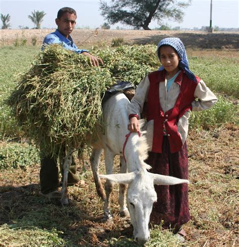 Interesting Facts About African Agriculture | Chic African Culture