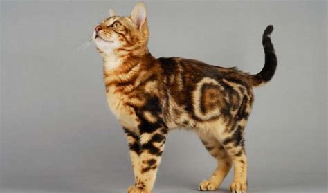 A Deep Dive into Bengal Cat Coat Colors and Patterns - Unraveling the ...