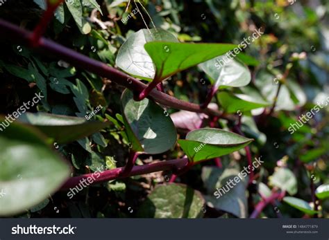 Binahong Medicinal Plant That Grows Lowlands Stock Photo 1484771879 | Shutterstock