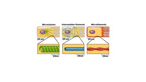 What are the 3 types of cytoskeleton?