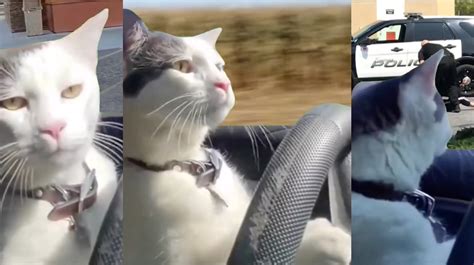 Cat Driving a Car | Know Your Meme