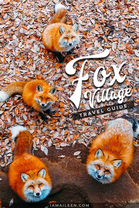 Fluffiest Place on Earth: Miyagi Zao Fox Village (Travel Guide)