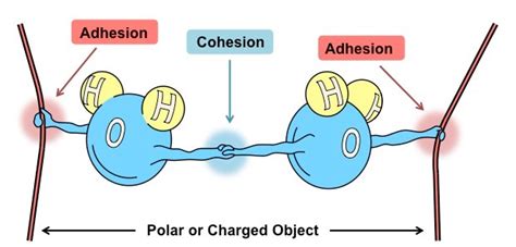 water-cohesion-and-adhesion_med-1 - Study Solutions