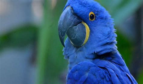 Blue Macaw – also known as the Hyacinth Macaw