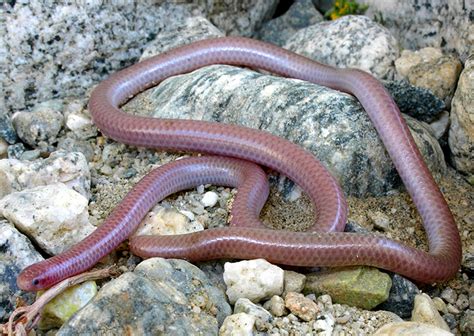 Western Blind Snake Facts, Description, Diet, and Pictures