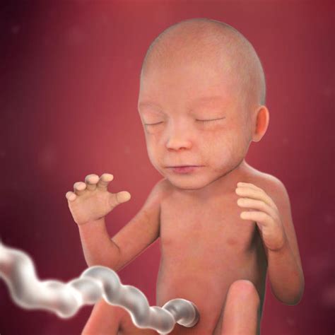 Fetal development - 22 weeks pregnant - BabyCenter Australia