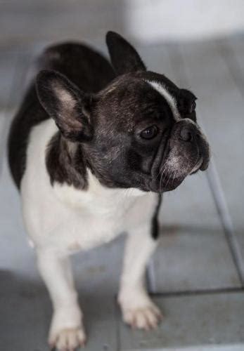 Frenchie Pug Puppy for Sale - Adoption, Rescue for Sale in Rome, Pennsylvania Classified ...