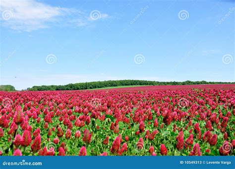 He is a red field. stock image. Image of green, fodder - 10549313