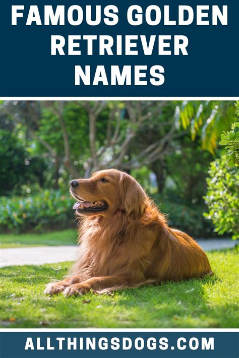 Famous Golden Retriever Names | Golden retriever names, Red golden ...