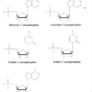 Chemical structures of the five 5'-monophosphate nucleotides. | Download Scientific Diagram